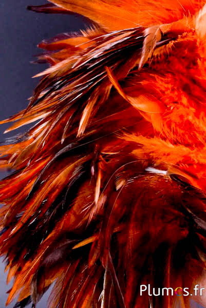 Frange coq - long. plumes 10-15 cm - ambre-café